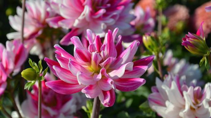 ©Excellence Végétale/ E. Turc Dahlia 'Friandise', Label Rouge, jugé à Beaufort-en-Vallée (49). 