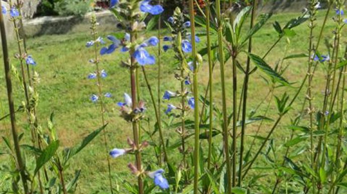 ©Odile Maillard Salvia uliginosa Blue, au Chambon-Feugerolles (42). 