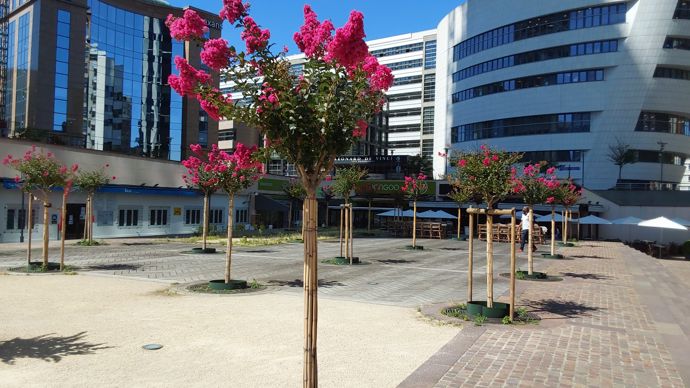 Les plantations terminées : les lilas des indes se sont bien développés sur l'esplanade. 