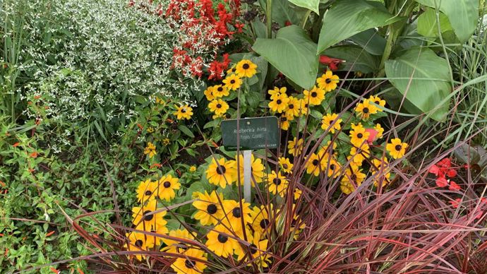 Rudbeckia ‘Toto Gold’.
