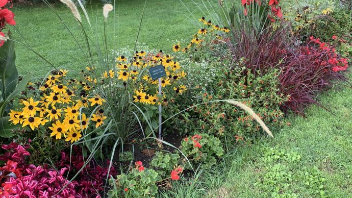 Rudbeckia hirta ‘SUNBECKIA® Sophia’.