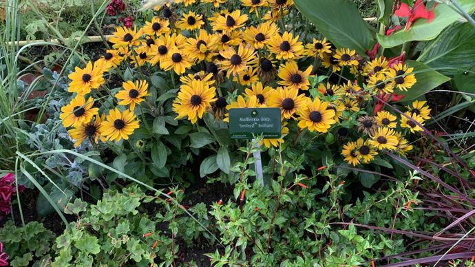 Rudbeckia hirta SmileyZTM ‘Brillant’.
