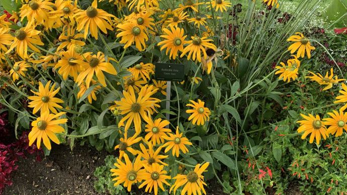 Rudbeckia hirta ‘Green Eyes’.