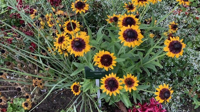 Rudbeckia hirta ‘Sputnik’.