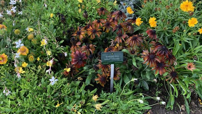 Rudbeckia hirta SmileyZTM ‘Chocolate’.