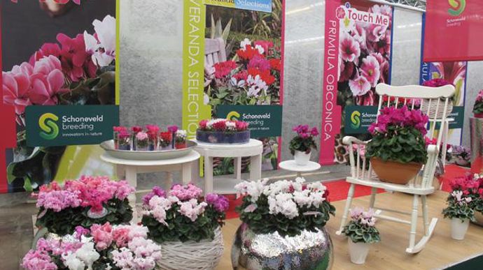 ©Odile Maillard Scène à base de cyclamens (Schöneveld Breeding). 