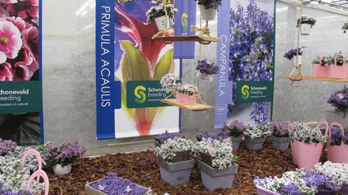 ©Odile Maillard Scène à base de campanules (Schöneveld Breeding). 