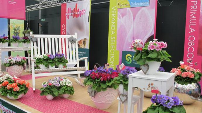 ©Odile Maillard Scènes à base de Primula obconica (Schöneveld Breeding). 