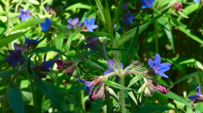Grémil pourpre bleu au jardin.