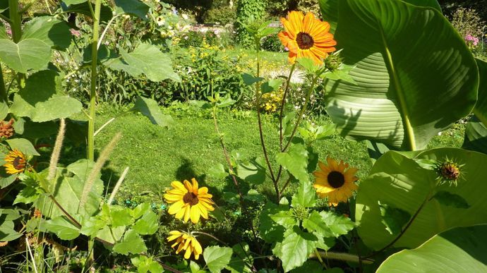 Helianthus debilis 'Soluna' Bronze, de Van Hermet.