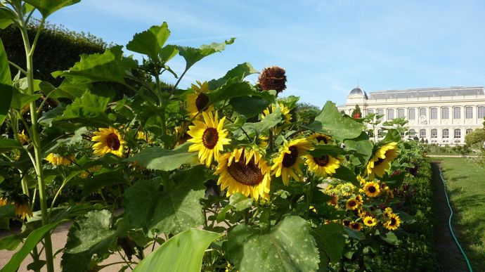 Helianthus annuus 'Hallo', par Fleuroselect.