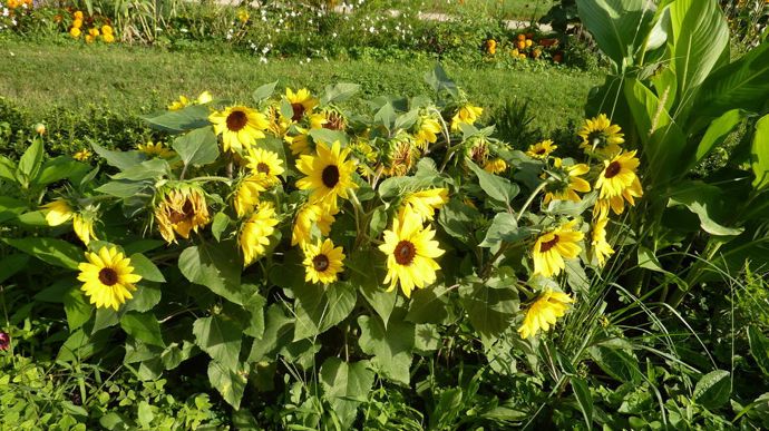 Helianthus annuus 'Sensation' Yellow, d’Evanthia.