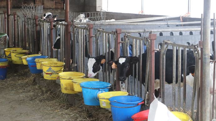 Le lait est distribué dans les seaux.