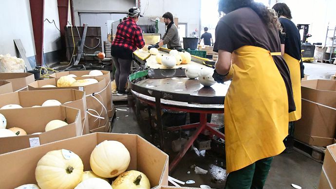 Christian a actuellement une cinquantaine d'employés, dont environ deux tiers occupés à la récolte des légumes.