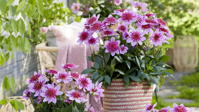Dahlia Dalina® ‘Maxi Starburst’ Pink, présenté par Florensis (Partenaire français : Voltz Horticulture).