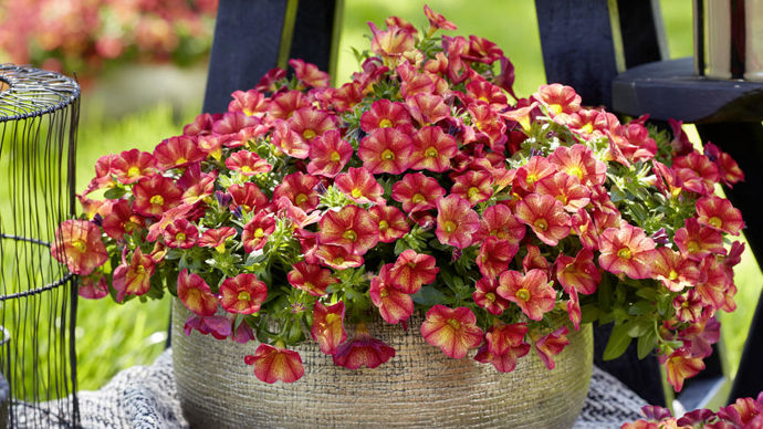 Calibrachoa ‘MiniFamous’ Uno Bakari, par Selecta One.