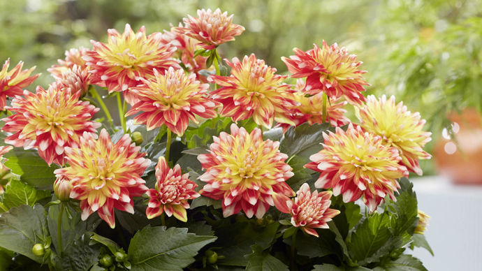 Dahlia ‘Hypnotica’ Candy Corn, présenté par Dümmen Orange. (partenaire français Ducrettet).