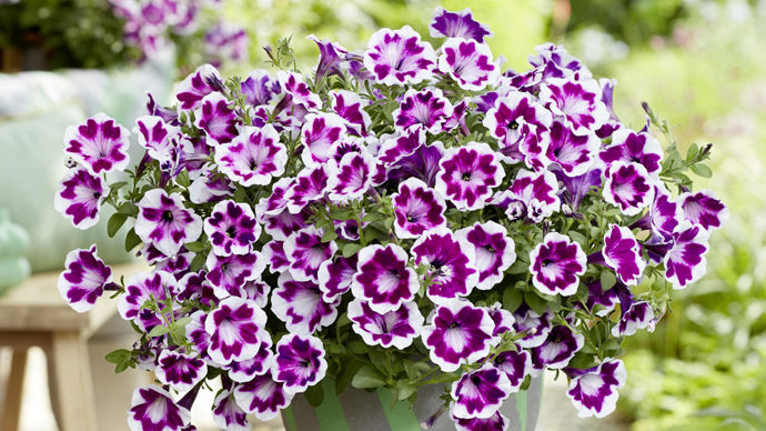 Petunia ‘Painted Love’ Purple, par Syngenta Flowers.