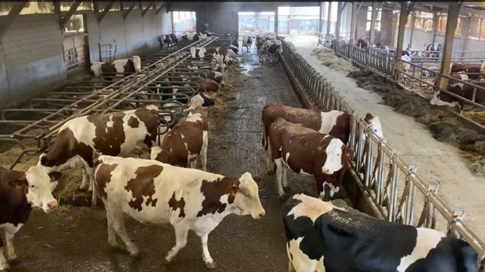 Le bâtiment de Croix propose 55 places, destinées aux vaches échographiées gestantes. Il est équipé d'une salle de traite en épis 2x4.