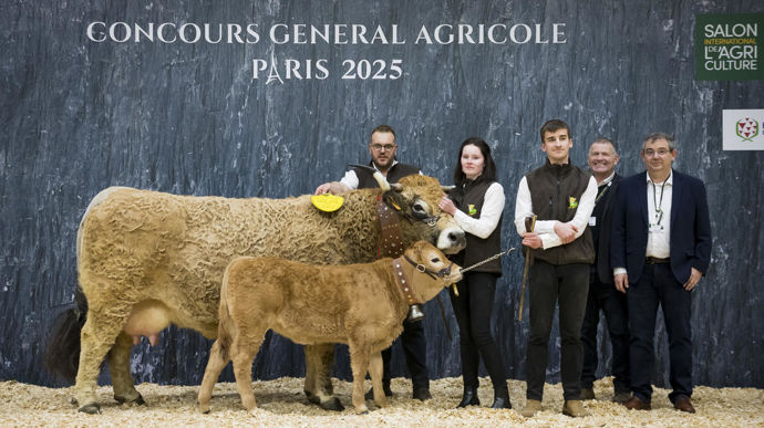 Jolie au Gaec Élevage Vidalenc championne de la race aubrac