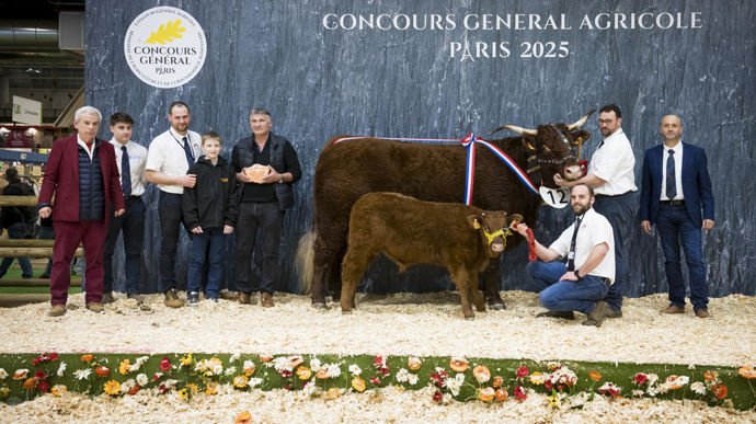 Pacha au Gaec Blanc-Lacombe, championne de la race salers