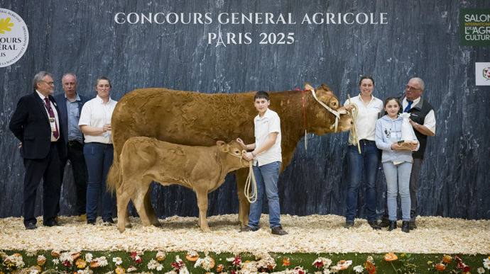 Royale au Gaec Pimpin, championne de la race limousine
