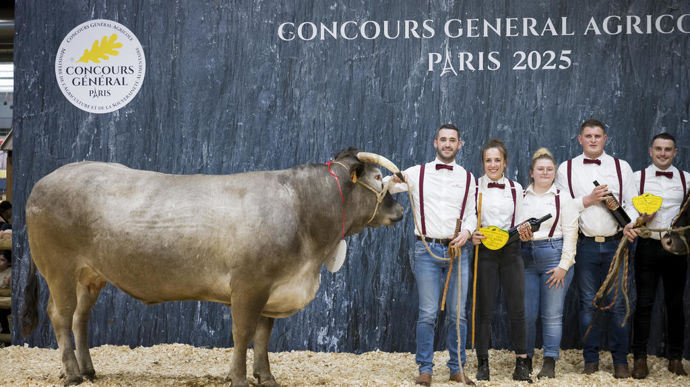 Nirvana au Gaec Guinot, championne de la race bazadaise