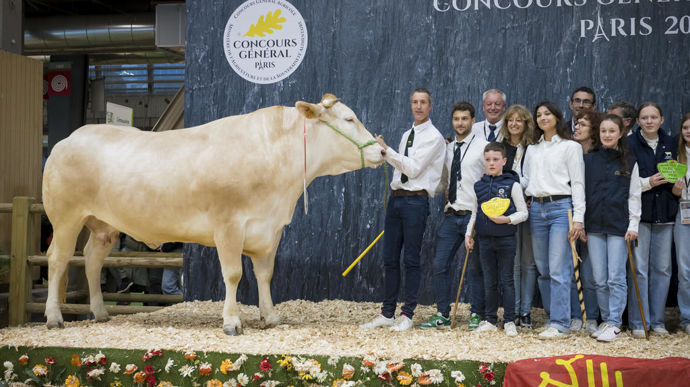 Royale au Gaec Teulier Quercy Blonde, championne de la race blonde d'Aquitaine