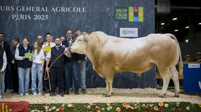 Stewball au Gaec Debeaupuis / Plante-Moulet / Colibris, champion de la race blonde d'Aquitaine