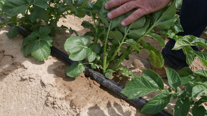 La pomme de terre bénéficie de 3 à 5 mm d'eau par jour.