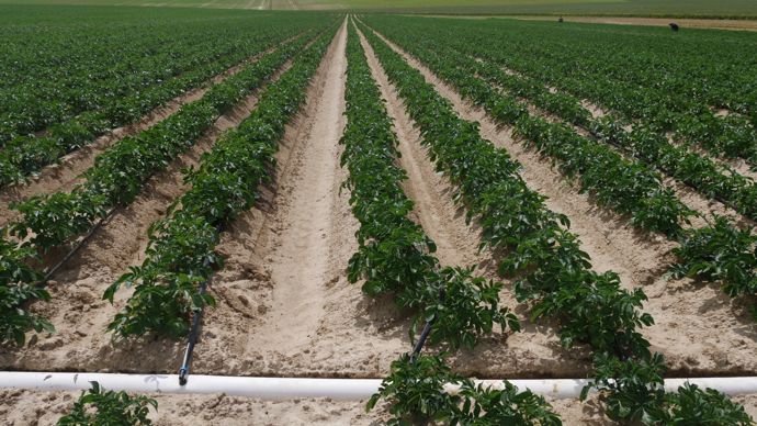 L'irrigation au goutte-à-goutte permet de garder la butte humide.