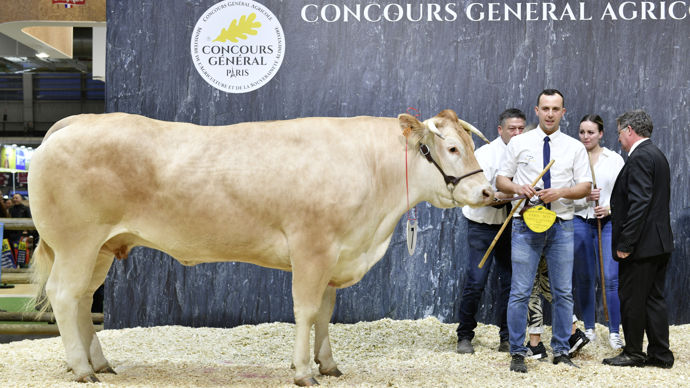 - Egalement détentrice du prix de synthèse viande, la championne femelle blonde d'Aquitaine allie finesse et développement musculaire, notamment au niveau du globe. Sa posture ainsi que son port de tête ont également séduit le jury. Ovidie est issue d'un élevage du Tarn-et-Garonne.