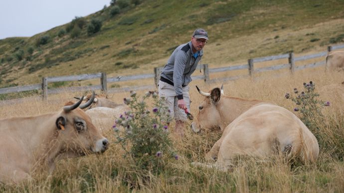 L'agriculteur compte environ 50 mères Aubracs.