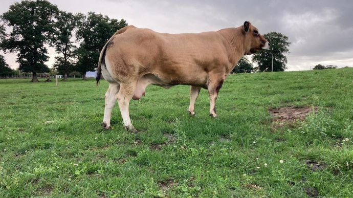 La parthenaise Ornella décroche le top price de la vente aux enchères des bovins de boucherie du Space 2025, à 11 € par kilo de carcasse.