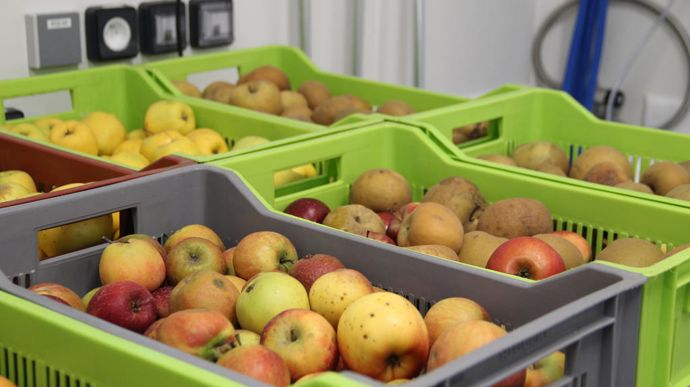 Les pommes récoltées sur le verger de l'exploitation du lycée. Elles seront vendues en produits bruts ou serviront à faire de la compote.