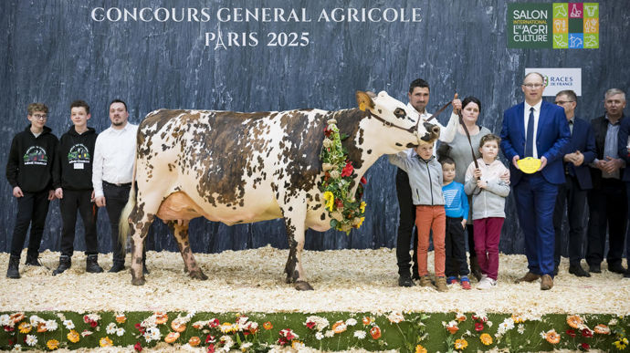 Olande au Gaec Ferme La Roche aux fées, grande championne de la race normande du Concours général agricole au Salon de l'agriculture de 2025.