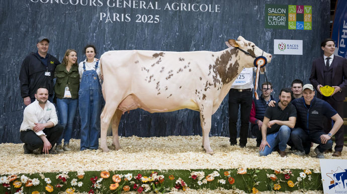 Night Red à l'EARL Lepoint, SCEA de la Gare, championne rouge de la race prim'holstein du Concours général agricole au Salon de l'agriculture de 2025.