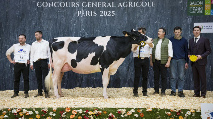 Pastèque au Gaec Robinard, grande championne et championne suprême de la race prim'holstein du Concours général agricole au Salon de l'agriculture de 2025.