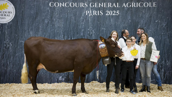 Rossignol au Gaec Les Belles des champs, championne jeune de la race abondance du Concours général agricole au Salon de l'agriculture de 2025.