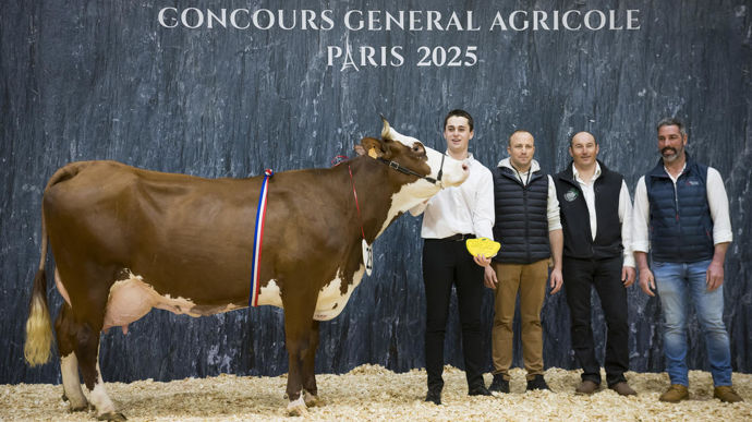 Pompomgirl au Gaec Coeur d'Abondance, championne adulte de la race abondance du Concours général agricole au Salon de l'agriculture de 2025.