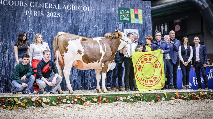 Titanium au Gaec Blondet, championne jeune de la race montbéliarde du Concours général agricole au Salon de l'agriculture de 2025.