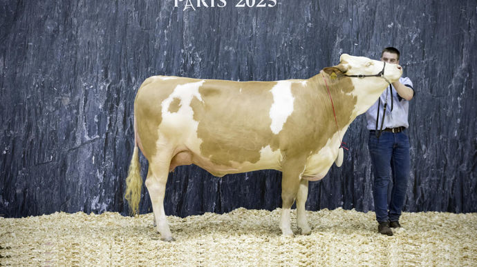 Tinette au Gaec du Giroux, championne jeune de la race simmental du Concours général agricole au Salon de l'agriculture de 2025.