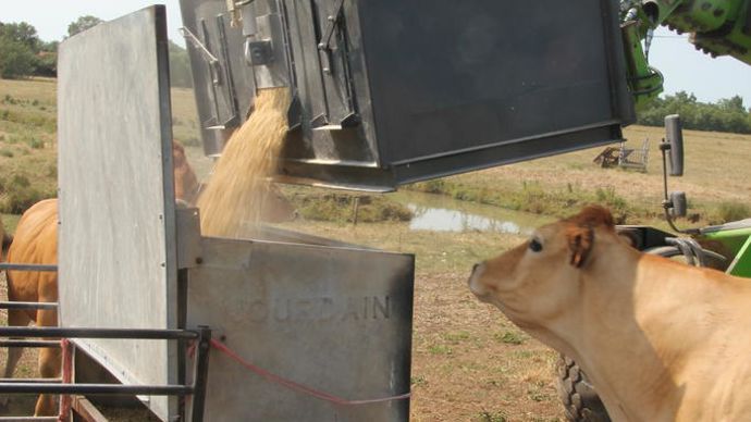 Pour la distribution, les éleveurs ont prévu trois trappes sur la face avant. Celle du milieu s’ouvre hydrauliquement depuis la cabine. Les deux autres sont utilisées uniquement à la fin.