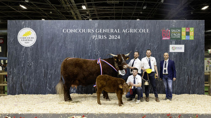 Orange, la championne salers, est une vache très solide, très élégante, avec d'excellents aplombs, un très bon dessus, une bonne ligne de dos, et un bassin très bien dessiné.
