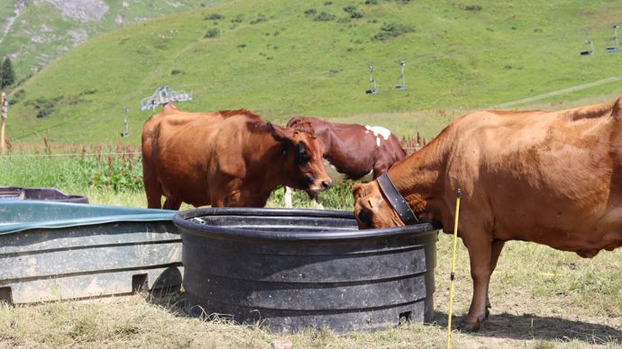 Des canalisations enterrées acheminent l'eau aux abreuvoirs depuis la retenue collinaire située à 2 km.
Grâce au stockage de l'eau, l'abreuvement des animaux n'est plus un souci, mais la chaleur entraîne des pertes de production.