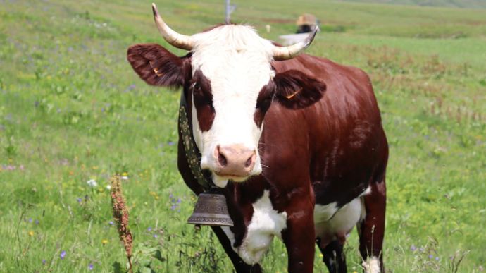 La saison d'alpage dure du 1er juin à la fin septembre.
Pendant quatre mois, l'éleveur trait ses 70 vaches ainsi qu'une cinquantaine de laitières prises en pension.