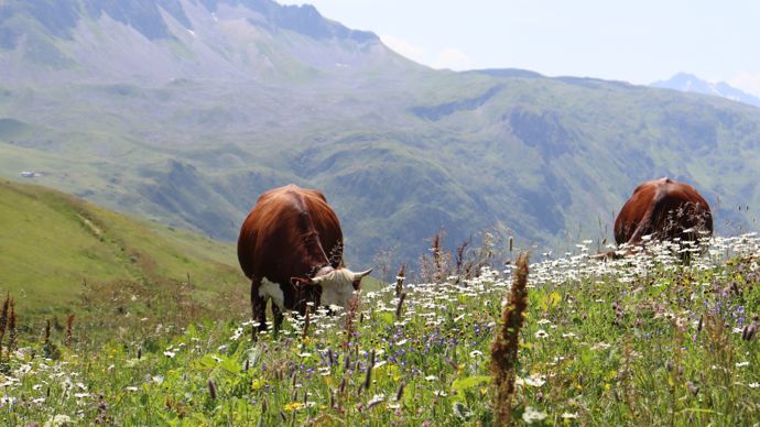 Au-delà des questions de gestion de l'eau, la flore évolue sous l'effet du changement climatique, avec un impact sur les caractéristiques du lait.