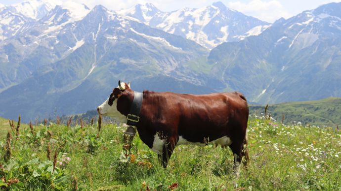 "En trois ans, j’ai décalé tous mes vêlages sur les mois de printemps, pour faire le maximum de lait entre juin et août, quand le prix du lait est au plus haut", explique David Grosset-Janin