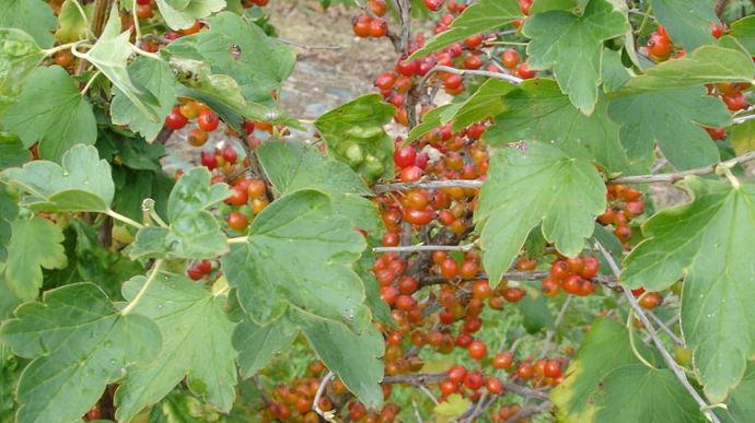 Ribes fascicularum.