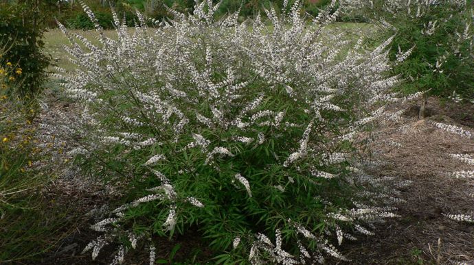 Vitex agnus castus Alba.